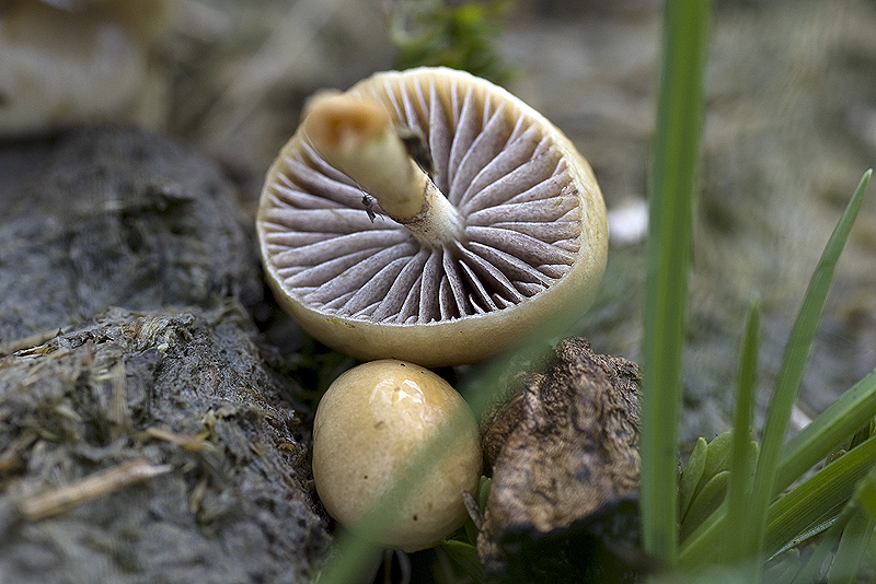 Fimicolo: Stropharia semiglobata